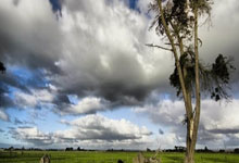 浙江一理发师用雪雕出"招财貔貅"